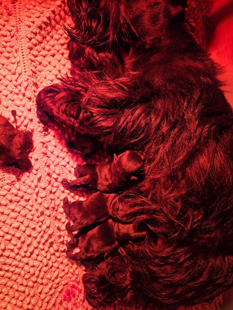 Chiot Scottish Terrier Du redour de la rochelière